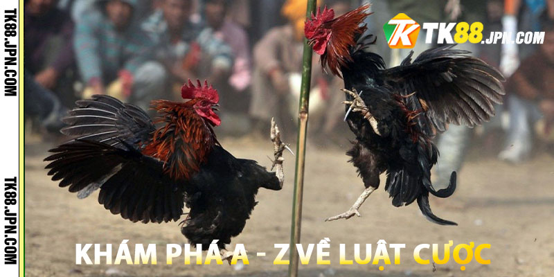 Khám phá A - Z về luật cược đá gà cựa dao trực tuyến